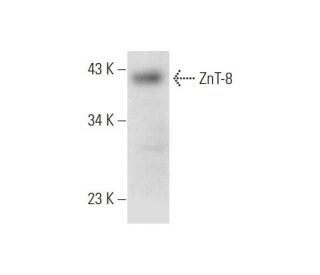 ZnT-8 Antibody (B-9) - Western Blotting - Image 326549 