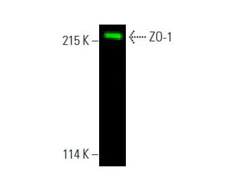 ZO-1 Antibody (R40.76) - Western Blotting - Image 396298The Double Nickase Plasmid features a U6 promoter for sgRNA expression, a 20 nt targeting sequence, and a gRNA scaffold to guide Cas9n. It includes a CBh promoter for Cas9n (D10A) and puromycin resistance, GFP for transfection verification, and nuclear localization signals (NLS). The 2A peptide allows co-expression of Cas9n and Puro from a single promoter, enabling precise genome editing with reduced off-target effects.