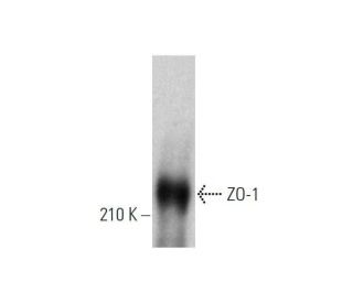 ZO-1 Antibody (R40.76) - Western Blotting - Image 353456The Double Nickase Plasmid features a U6 promoter for sgRNA expression, a 20 nt targeting sequence, and a gRNA scaffold to guide Cas9n. It includes a CBh promoter for Cas9n (D10A) and puromycin resistance, GFP for transfection verification, and nuclear localization signals (NLS). The 2A peptide allows co-expression of Cas9n and Puro from a single promoter, enabling precise genome editing with reduced off-target effects. 