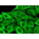 ZO-2 Antibody (E-3) - Immunofluorescence - Image 370620 