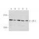 ZO-2 Antibody (E-3) - Western Blotting - Image 344140