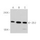 ZO-2 Antibody (E-3) - Western Blotting - Image 373398 