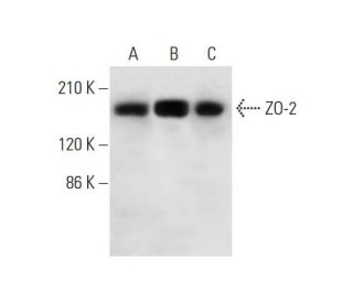 ZO-2 Antibody (E-5) - Western Blotting - Image 323814 