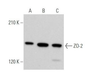 western blotting image from recommended ZO-2 (E-3) monoclonal antibody replacement. Image 373398