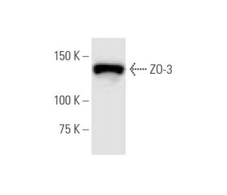 ZO-3 Antibody (1E8) - Western Blotting - Image 347616 