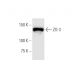 ZO-3 Antibody (1E8) - Western Blotting - Image 347616 