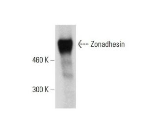 Zonadhesin Antibody (H-2) - Western Blotting - Image 320254