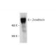 Zonadhesin Antibody (H-2) - Western Blotting - Image 320254