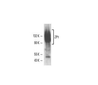 ZP1 Antibody (M1.4) - Western Blotting - Image 11024