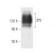 ZP2 Antibody (IE-3) - Western Blotting - Image 9575