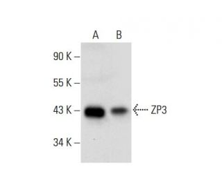 western blotting image from recommended ZP3 (G-1) monoclonal antibody replacement. Image 303914