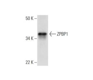 ZPBP1 Antibody (F-12) - Western Blotting - Image 292911