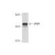 ZPBP1 Antibody (F-12) - Western Blotting - Image 292911