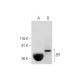 ZPI Antibody (F-12) - Western Blotting - Image 295967