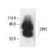 ZPR1 Antibody (B-12) - Western Blotting - Image 411735