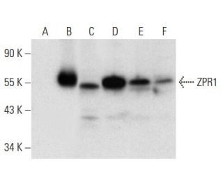 ZPR1 Antibody (C-1) - Western Blotting - Image 303422 
