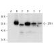 ZPR1 Antibody (C-1) - Western Blotting - Image 303422 