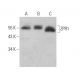 ZPR1 Antibody (C-1) - Western Blotting - Image 372345