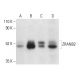 ZRANB2 Antibody (B-5) - Western Blotting - Image 404262 