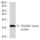 ZSCAN21 Antibody (3418F1a) - Western Blotting - Image 16709