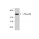 ZSCAN22 Antibody (D-4) - Western Blotting - Image 351698