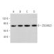 ZSCAN22 Antibody (D-4) - Western Blotting - Image 375949 