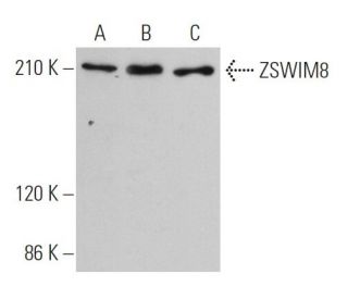 ZSWIM8 Antibody (G-5) - Western Blotting - Image 366674Each CRISPR/Cas9 Knockout (KO) Plasmid product consists of a pool of 3 plasmids designed to ensure identification and cleavage of a specific gene for maximum knockout efficiency. Each plasmid encodes a unique 20 nt sequence derived from the GeCKO (v2) library.