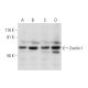 Zuotin-1 Antibody (A-12) - Western Blotting - Image 295797 