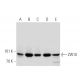 ZW10 Antibody (3363C4a) - Western Blotting - Image 137050 