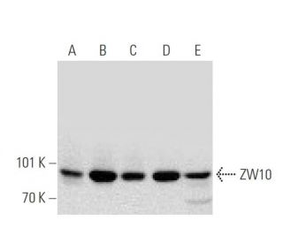 ZW10 Antibody (3363C4a) - Western Blotting - Image 137050Each CRISPR/Cas9 Knockout (KO) Plasmid product consists of a pool of 3 plasmids designed to ensure identification and cleavage of a specific gene for maximum knockout efficiency. Each plasmid encodes a unique 20 nt sequence derived from the GeCKO (v2) library.