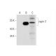 zygin 2 Antibody (A-9) - Western Blotting - Image 319286 