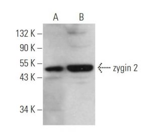 zygin 2 Antibody (A-9) - Western Blotting - Image 371621 