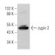 zygin 2 Antibody (A-9) - Western Blotting - Image 371620