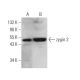 zygin 2 Antibody (A-9) - Western Blotting - Image 371621 