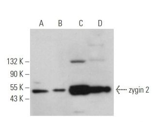 zygin 2 Antibody (B-9) - Western Blotting - Image 371622 