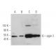 zygin 2 Antibody (B-9) - Western Blotting - Image 371622 