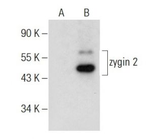 zygin 2 Antibody (F-10) - Western Blotting - Image 284390