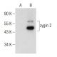zygin 2 Antibody (F-10) - Western Blotting - Image 284390