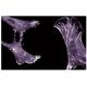 Zyxin Antibody (21) - Immunofluorescence - Image 60718 