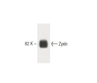 Zyxin Antibody (21) - Western Blotting - Image 60499 