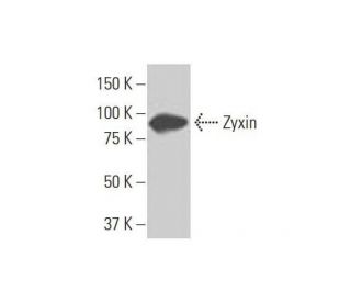 western blotting image from recommended Zyxin (2D1) monoclonal antibody replacement. Image 352159