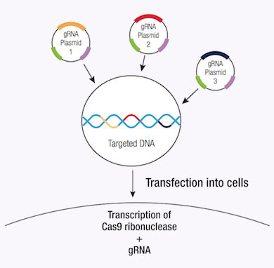 CRISPR