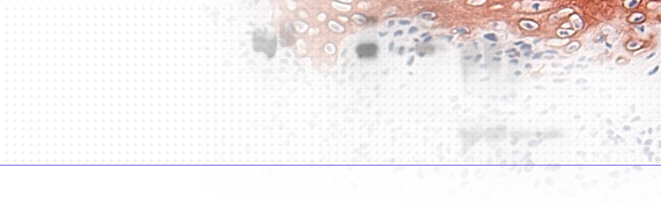 Recommended Protocols SCBT Santa Cruz Biotechnology